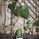 I Fig You