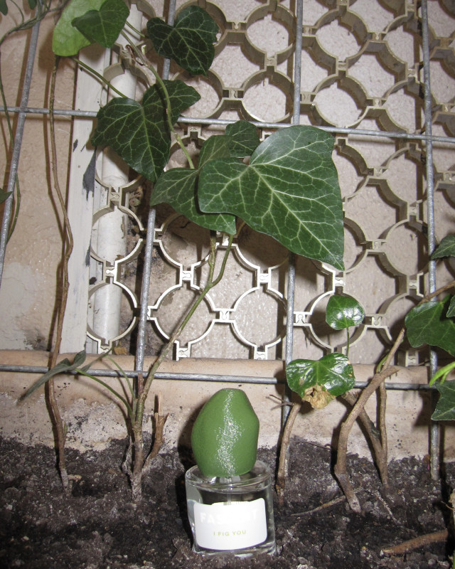 I Fig You