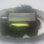 Mystic Moss